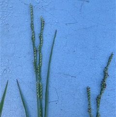 Paspalidium distans (Spreading Panic Grass) at Corrowong, NSW - 12 Feb 2025 by BlackFlat