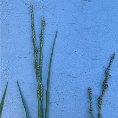 Paspalidium distans (Spreading Panic Grass) at Corrowong, NSW - 12 Feb 2025 by BlackFlat