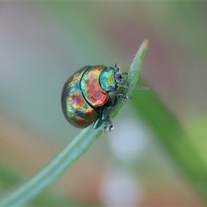 Callidemum hypochalceum (Hop-bush leaf beetle) at West Albury, NSW - 15 Feb 2025 by KylieWaldon