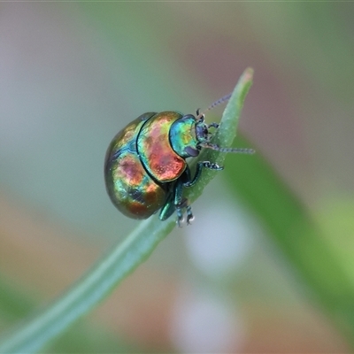 Callidemum hypochalceum (Hop-bush leaf beetle) at West Albury, NSW - 15 Feb 2025 by KylieWaldon