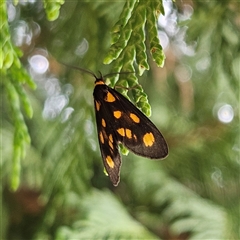 Asura cervicalis (Spotted Lichen Moth) at Braidwood, NSW - Yesterday by MatthewFrawley