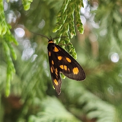 Asura cervicalis (Spotted Lichen Moth) at Braidwood, NSW - Yesterday by MatthewFrawley