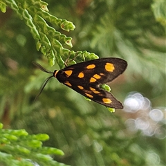 Asura cervicalis at Braidwood, NSW - Yesterday 11:24 AM