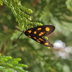 Asura cervicalis at Braidwood, NSW - Yesterday 11:24 AM