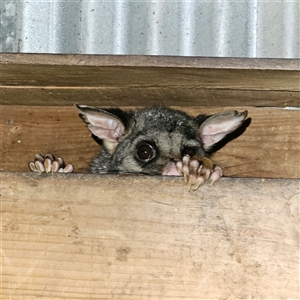 Trichosurus vulpecula at Braidwood, NSW - 15 Feb 2025 11:52 AM
