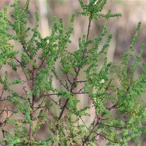 Pultenaea foliolosa at West Albury, NSW - 15 Feb 2025 08:02 AM