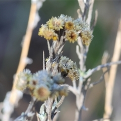 Chrysocephalum semipapposum (Clustered Everlasting) at West Albury, NSW - 15 Feb 2025 by KylieWaldon