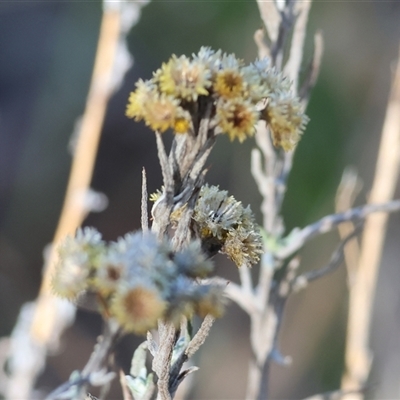 Chrysocephalum semipapposum (Clustered Everlasting) at West Albury, NSW - 15 Feb 2025 by KylieWaldon