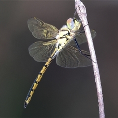 Hemicordulia tau (Tau Emerald) at West Albury, NSW - 15 Feb 2025 by KylieWaldon