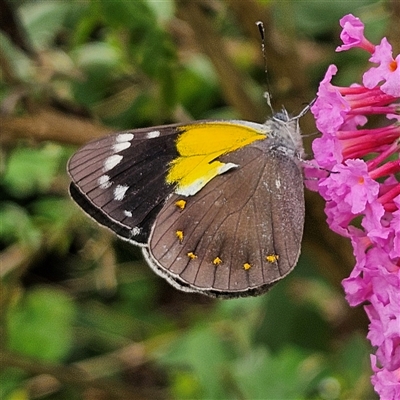 Delias nysa (Yellow-spotted Jezebel) at Braidwood, NSW - 15 Feb 2025 by MatthewFrawley