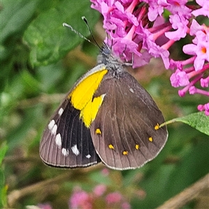 Delias nysa at Braidwood, NSW - 15 Feb 2025 12:37 PM