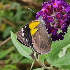 Delias nysa at Braidwood, NSW - 15 Feb 2025 12:37 PM