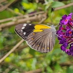 Delias nysa at Braidwood, NSW - 15 Feb 2025 12:37 PM