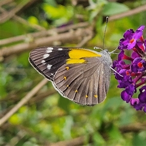 Delias nysa at Braidwood, NSW - 15 Feb 2025 12:37 PM