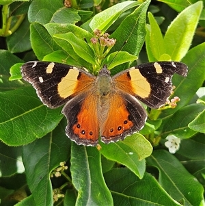 Vanessa itea at Braidwood, NSW - 15 Feb 2025 01:41 PM