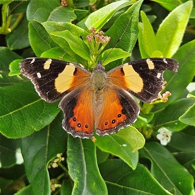 Vanessa itea (Yellow Admiral) at Braidwood, NSW - 15 Feb 2025 by MatthewFrawley