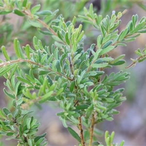 Grevillea alpina at West Albury, NSW - 15 Feb 2025 08:09 AM