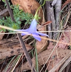 Wahlenbergia sp. (Bluebell) at Cotter River, ACT - 12 Feb 2025 by RAllen