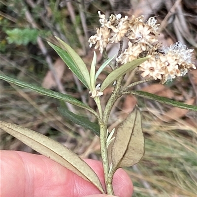 Ozothamnus stirlingii (Ovens Everlasting) at Cotter River, ACT - 12 Feb 2025 by RAllen