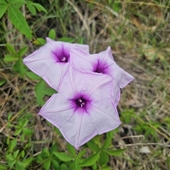 Ipomoea cairica (Coastal Morning Glory, Mile a Minute) at Malua Bay, NSW - Today by Csteele4