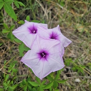 Ipomoea cairica at Malua Bay, NSW - 15 Feb 2025 03:46 PM
