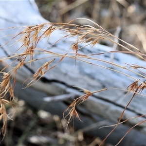 Themeda triandra at Albury, NSW - 15 Feb 2025 08:13 AM