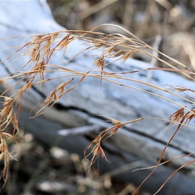 Themeda triandra at Albury, NSW - 15 Feb 2025 by KylieWaldon