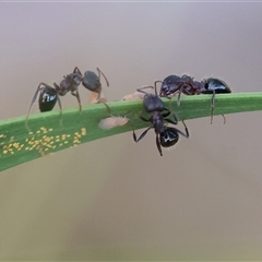 Notoncus ectatommoides (A native ant) at Albury, NSW - Today by KylieWaldon