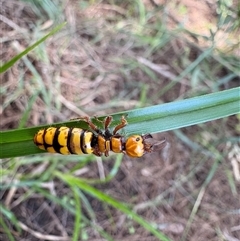 Thynninae (subfamily) (Smooth flower wasp) at Strathnairn, ACT - 15 Feb 2025 by LukeMcElhinney