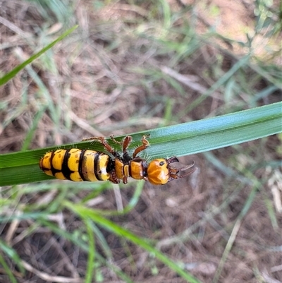 Unidentified Insect at Strathnairn, ACT - Today by LukeMcElhinney