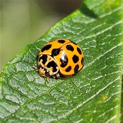 Harmonia conformis (Common Spotted Ladybird) at Braidwood, NSW - 15 Feb 2025 by MatthewFrawley