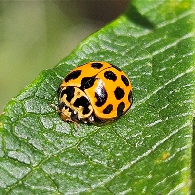 Harmonia conformis (Common Spotted Ladybird) at Braidwood, NSW - 15 Feb 2025 by MatthewFrawley