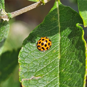 Harmonia conformis at Braidwood, NSW - 15 Feb 2025 02:02 PM