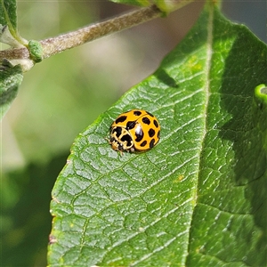 Harmonia conformis at Braidwood, NSW - 15 Feb 2025 02:02 PM