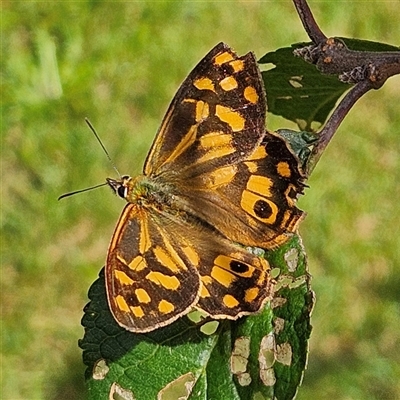 Heteronympha paradelpha at Braidwood, NSW - Today by MatthewFrawley