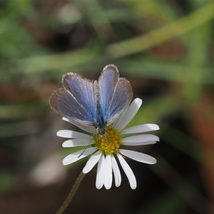 Zizina otis (Common Grass-Blue) at Cotter River, ACT - 12 Feb 2025 by RAllen