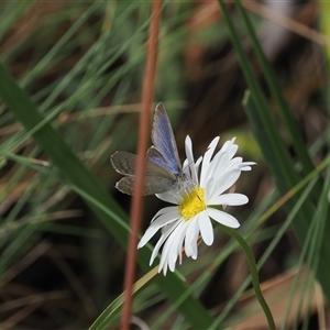 Zizina otis at Cotter River, ACT - 12 Feb 2025 02:19 PM