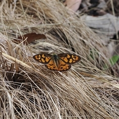 Heteronympha penelope (Shouldered Brown) at Cotter River, ACT - 12 Feb 2025 by RAllen