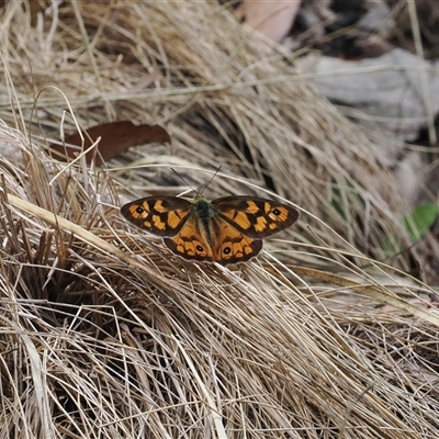 Heteronympha penelope (Shouldered Brown) at Cotter River, ACT - 12 Feb 2025 by RAllen