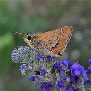 Dispar compacta (Barred Skipper) at Braidwood, NSW - 15 Feb 2025 by MatthewFrawley