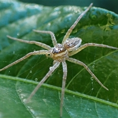 Dolomedes sp. (genus) (Fishing spider) at Cook, ACT - 8 Feb 2025 by CathB