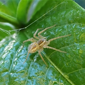 Dolomedes sp. (genus) at Cook, ACT - 8 Feb 2025 07:44 AM