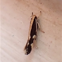 Elachista flammula (A Gelechioid moth (Elachistidae) at Cook, ACT - 7 Feb 2025 by CathB