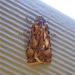 Agrotis porphyricollis by CathB