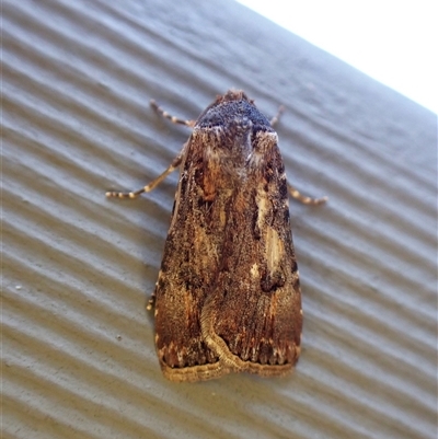 Agrotis porphyricollis by CathB