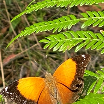 Unidentified Butterfly (Lepidoptera, Rhopalocera) by pls047