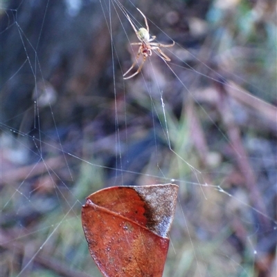 Phonognatha graeffei (Leaf Curling Spider) at Cook, ACT - 8 Feb 2025 by CathB