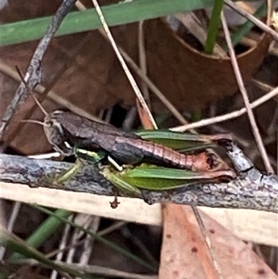 Unidentified Grasshopper, Cricket or Katydid (Orthoptera) by pls047