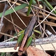Methiola sp at Bonny Hills, NSW - suppressed