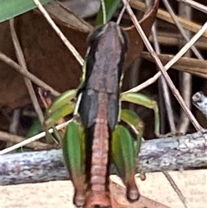 Methiola sp at Bonny Hills, NSW - suppressed